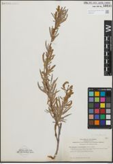 Foto von Salix hindsiana Benth.